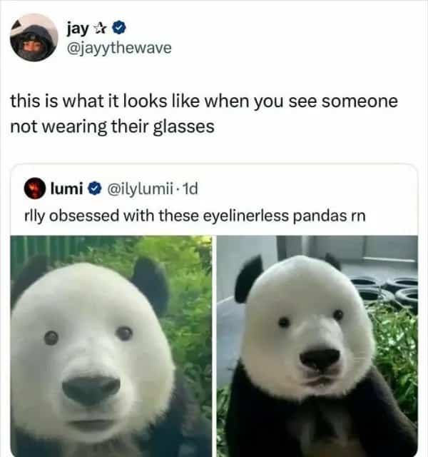 Tweet screenshot about eyelinerless pandas looking blurry like someone without glasses, funny memes
