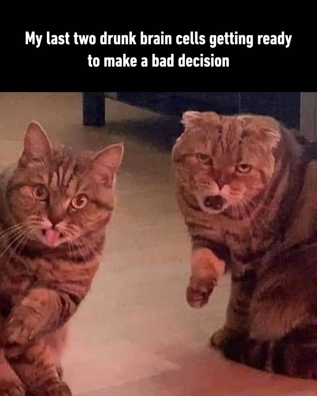 Two chaotic-looking cats captioned as last two drunk brain cells making bad decisions