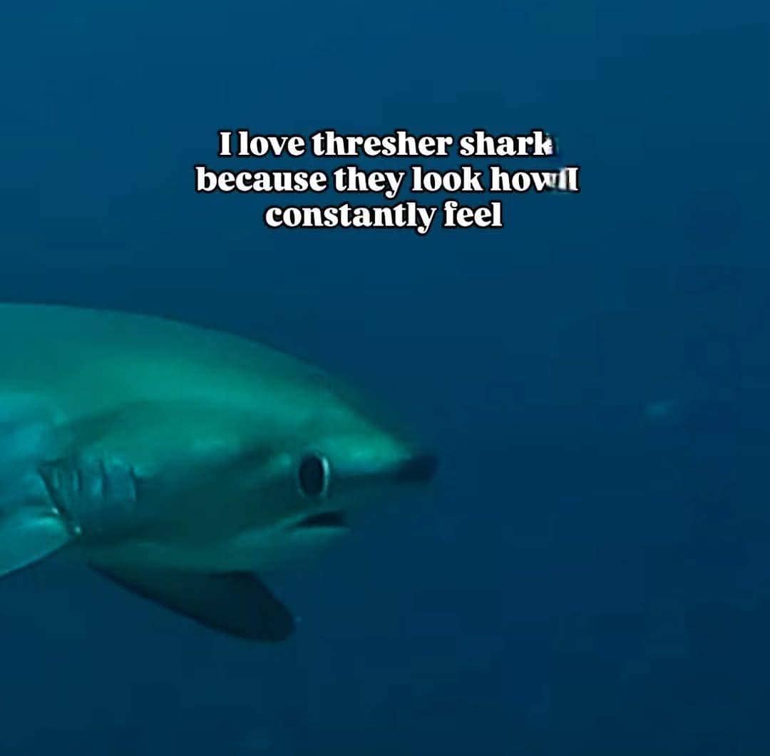 Thresher shark swimming underwater with wide eyes and text about looking how I constantly feel.