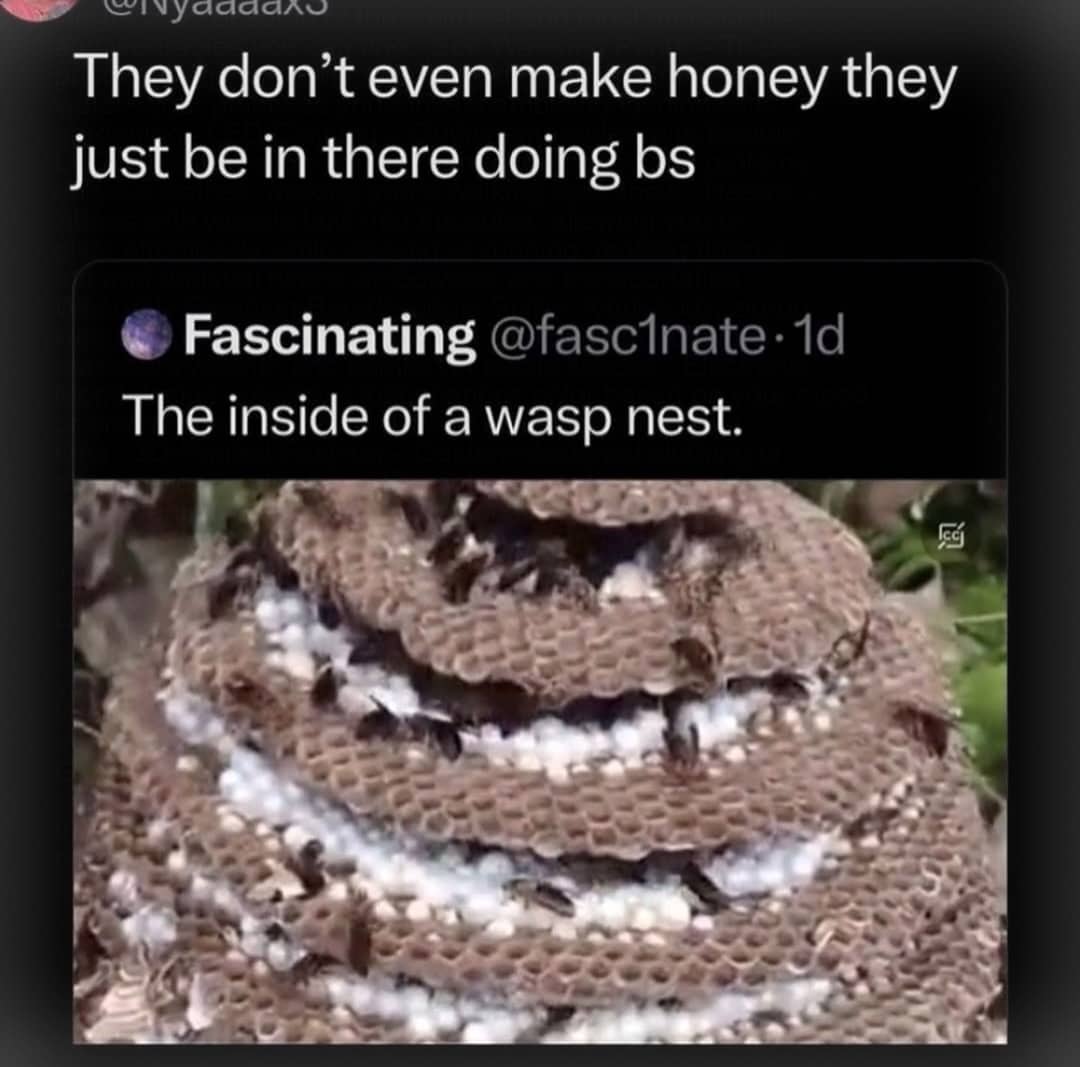 Close-up of the tiered layers and hexagonal cells found inside a large wasp nest.