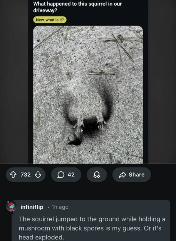 Reddit post showing a black powder outline of a squirrel on concrete with a funny comment.