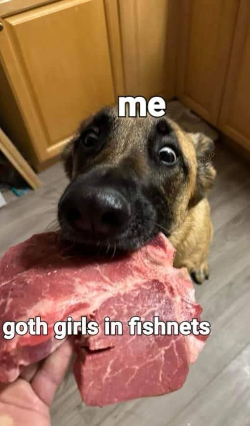 Humorous dog meme with a German Shepherd holding a raw steak representing a specific attraction.