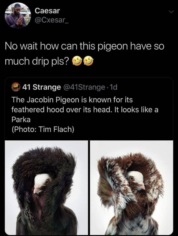 Social media post showcasing a Jacobin pigeon with unique feathered plumage resembling a winter parka.