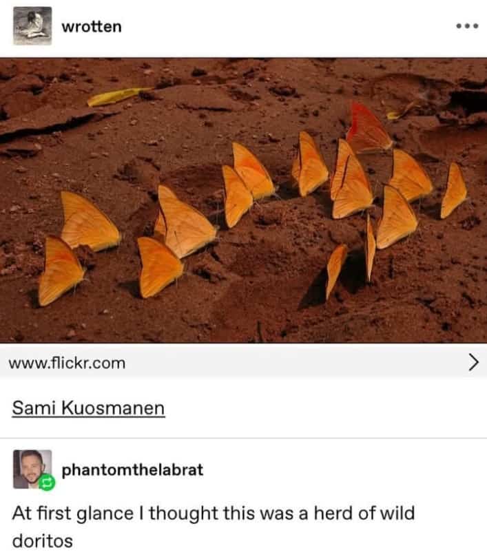 Close up of orange butterflies on brown soil resembling a herd of wild Doritos chips in nature.