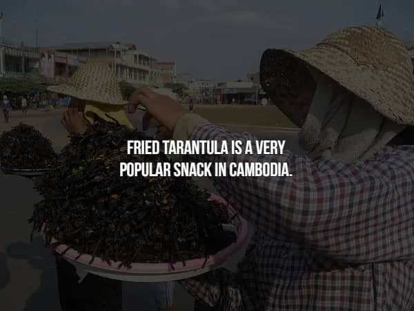 Fact slide stating that fried tarantula is a very popular snack food in Cambodia.