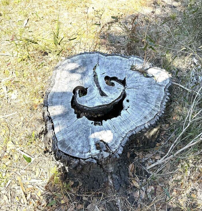 cheerful example of inanimate objects with faces found in nature, featuring a cut tree stump where deep, naturally occurring crevices form a wide, goofy, and welcoming wooden smile.