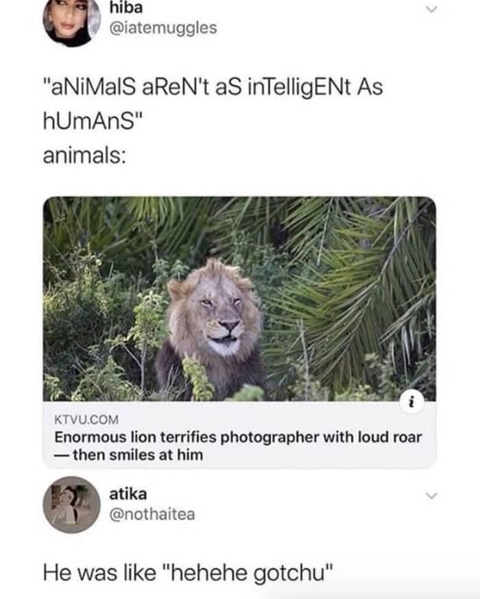 A highly intelligent lion meme showcasing a news article where an enormous lion terrified a photographer with a loud roar before playfully smiling at him, with a user perfectly noting the animal said hehehe gotchu in this hilarious collection of memes about lions.