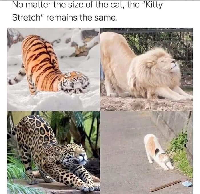 cute educational lion meme proving that big cats are just like house cats by showing a tiger, jaguar, lion, and small calico cat all doing the exact same kitty stretch, a great addition to memes about lions.