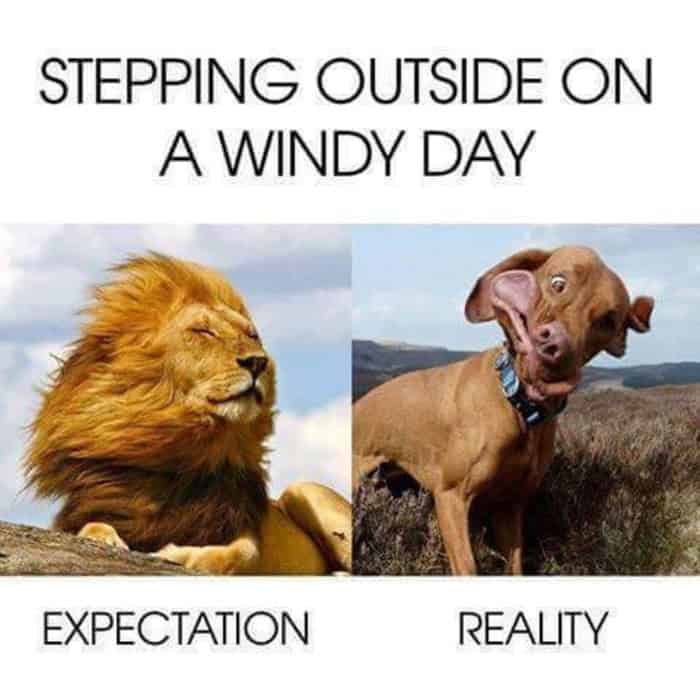 highly relatable lion meme comparing the majestic expectation of stepping outside on a windy day like a beautiful lion to the hilarious reality of looking like a dog with flapping jowls, an internet favorite among memes about lions.