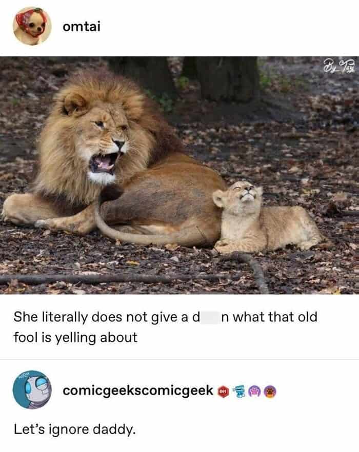 A funny lion meme featuring an angry male roaring while a tiny cub sits next to him completely unbothered, with a caption noting the cub is just ignoring daddy's yelling, a staple of memes about lions.