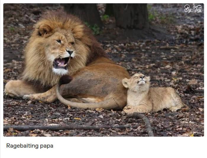 A hilarious lion meme showing an angry male lion roaring loudly while a tiny cub sits beside him with its eyes closed and an incredibly smug expression, perfectly captioned as ragebaiting papa in this collection of memes about lions.
