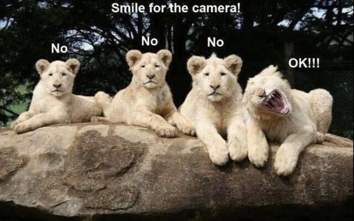 cute and funny lion meme featuring four white lion cubs posing for a picture where three refuse to smile and the fourth aggressively yawns with a giant goofy expression labeled OK!!!, a great addition to memes about lions.