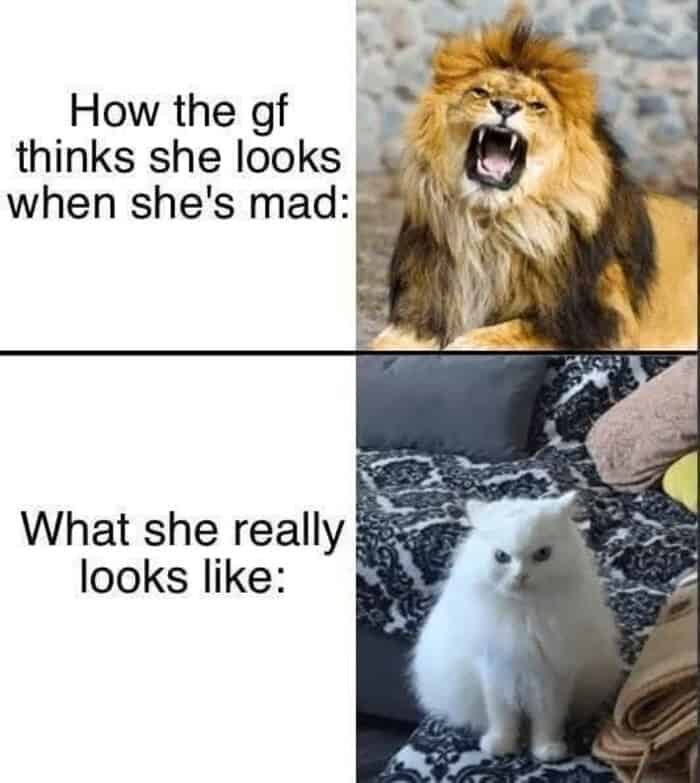 relationship-focused lion meme comparing a fiercely roaring male lion representing how a girlfriend thinks she looks when mad, to an intensely grumpy and fluffy white house cat representing what she actually looks like, a classic observation in memes about lions.