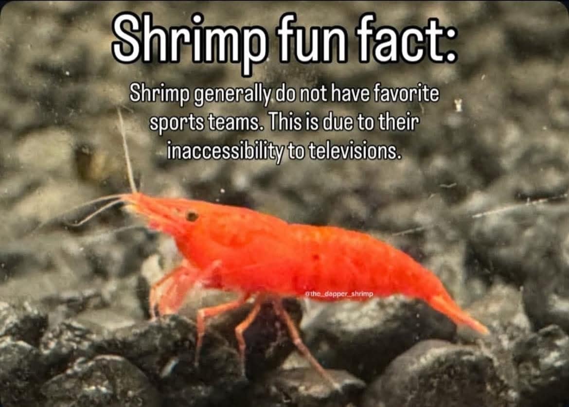 A deeply absurd and hilarious meme providing a fake fun fact about shrimp not having favorite sports teams solely because they cannot access televisions, a perfectly random addition to this meme dump.