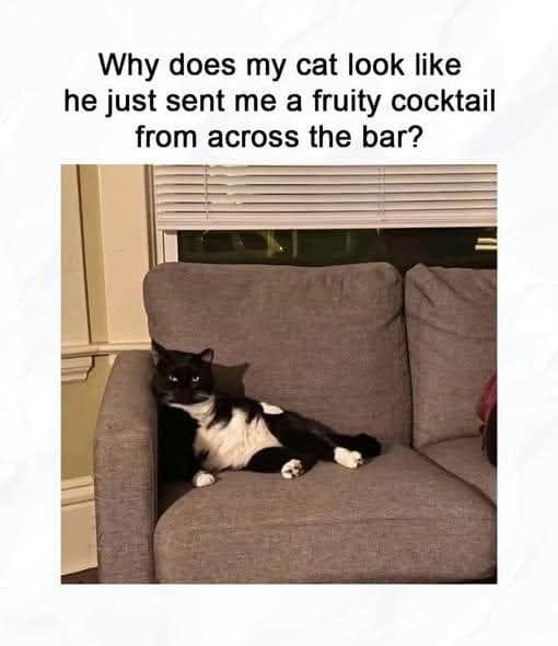 An adorable and hilarious meme of a tuxedo cat lounging suavelly on a sofa armrest, with a caption asking why the cat looks like it just sent the viewer a "fruity cocktail from across the bar."