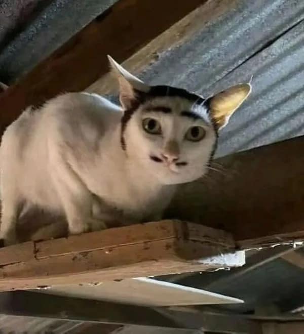 funny animal internet meme featuring a white cat with incredibly specific dark fur markings that give it angry drawn-on eyebrows and a tiny mustache, looking fiercely down from the rafters in this meme dump.
