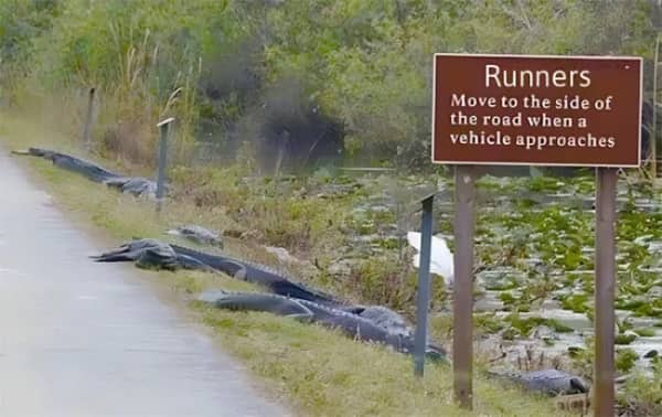 A sign advising runners to move aside next to a path lined with dozens of alligators.