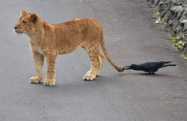 A brave or foolish crow biting the tail of a standing young lion on a road.