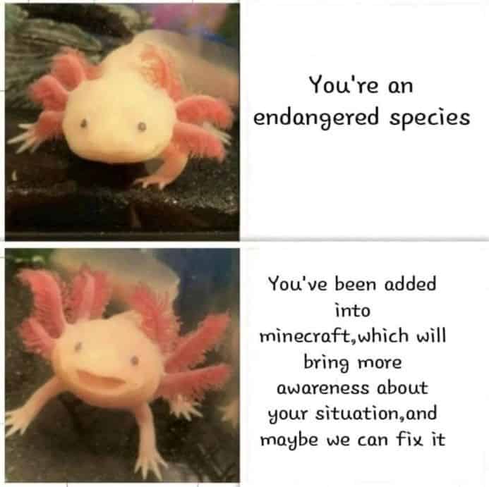 wholesome sea creatures meme featuring a pink axolotl, joking that while being an endangered species is terrible, getting added to the video game Minecraft is the ultimate awareness strategy to save them.