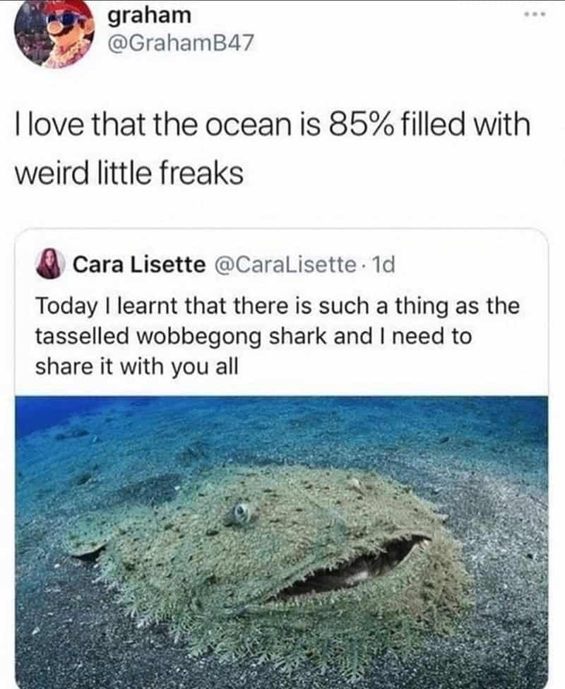 accurate ocean meme tweet declaring love for the fact that the sea is perfectly filled with "weird little freaks," showcasing the unbelievably flat, fuzzy, and muppet-like tasselled wobbegong shark smiling from the sea floor.
