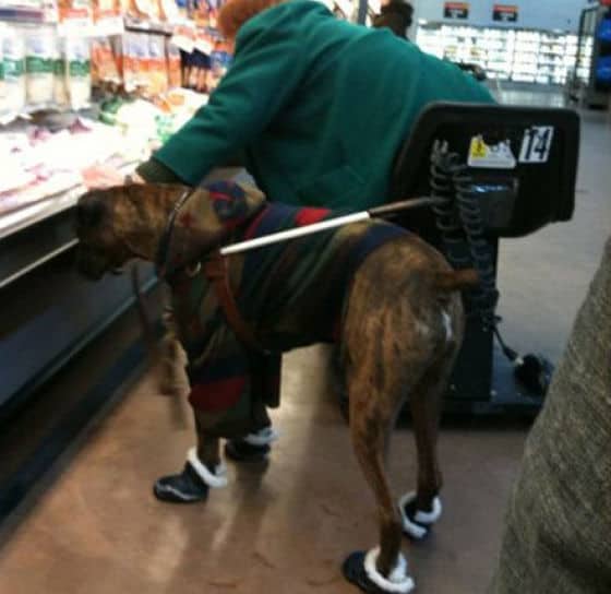 Large dog in a Walmart wearing a colorful sweater and four small white-trimmed boots.