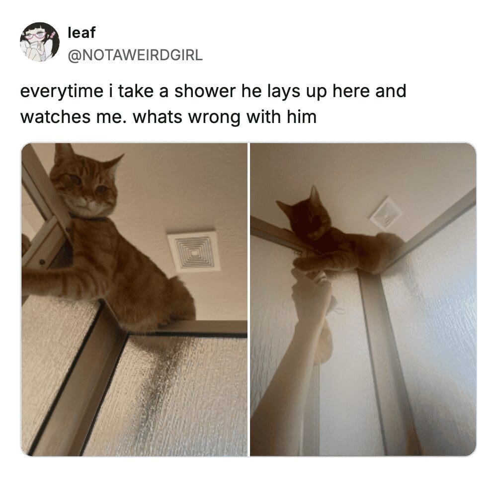 creepy but funny pet meme showing an orange cat menacingly laying on top of the glass shower stall frame, looking down at its owner the entire time they try to bathe
