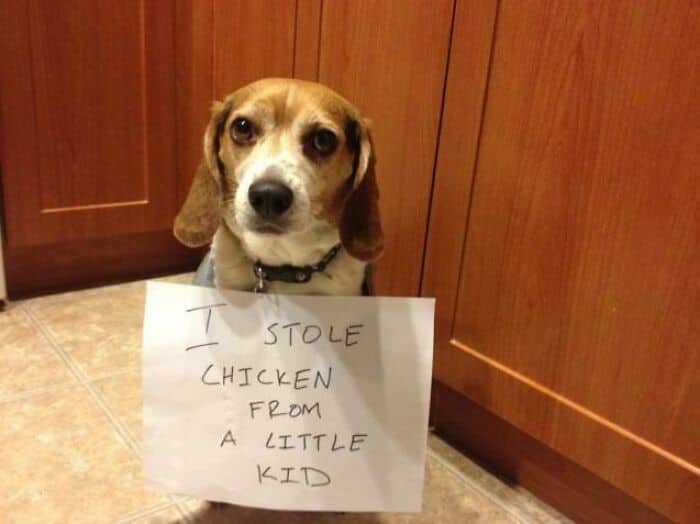 Beagle sitting guiltily next to a paper sign confessing to stealing chicken from a kid.