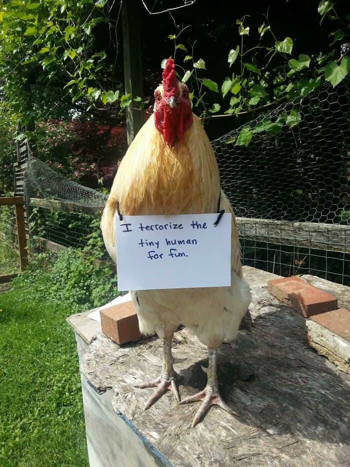 Large rooster wearing a sign around its neck about terrorizing a tiny human for fun.