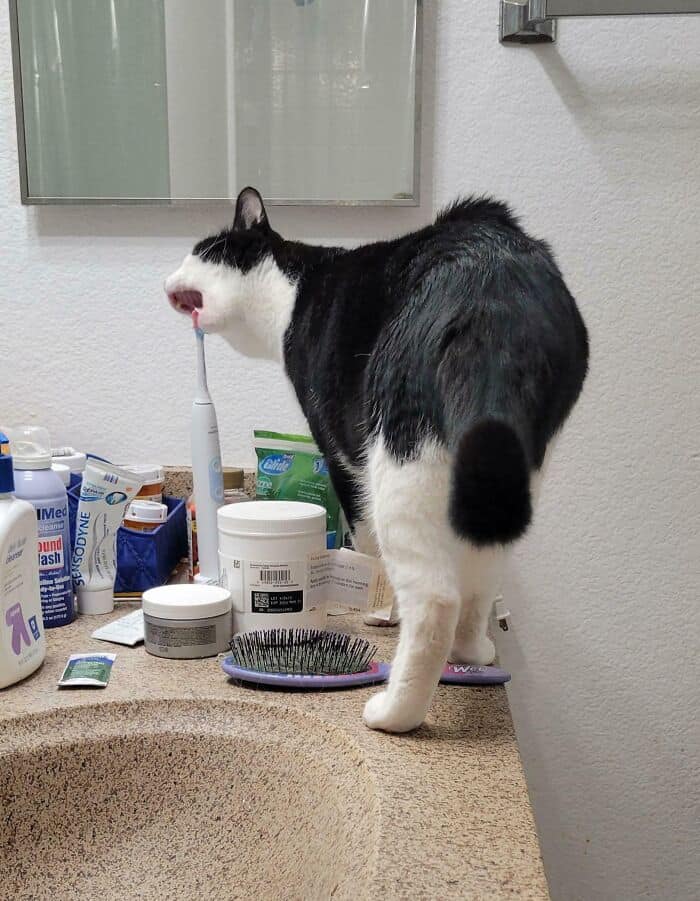 Tuxedo cat standing on a bathroom counter with an electric toothbrush in its open mouth.