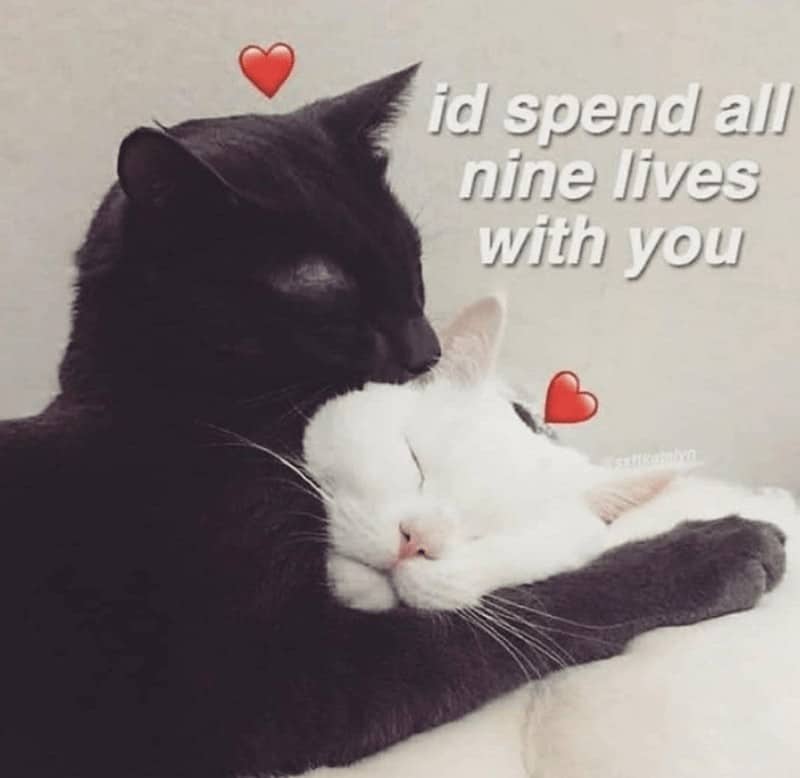 A heartwarming relationship meme featuring a black cat and a white cat snuggling together. Red heart emojis float above their heads with the text: "id spend all nine lives with you."