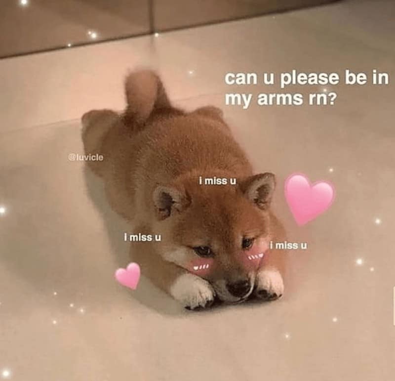 adorable relationship meme featuring a tiny Shiba Inu puppy lying flat on the floor with a sad expression. The puppy has pink blush on its cheeks and is surrounded by hearts and "i miss u" text, with the main caption: "can u please be in my arms rn?"