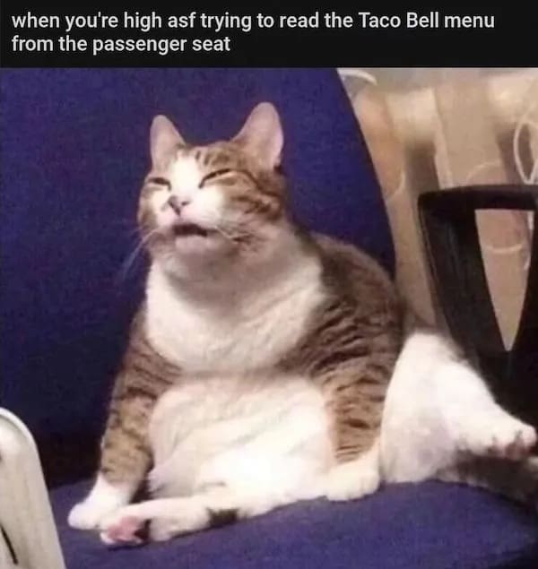 stoner meme showing a very heavy, exhausted cat slouching in a chair with its eyes squinted shut and mouth slightly open, perfectly representing the intense struggle of trying to read a drive-thru menu from the passenger seat in this weed meme.