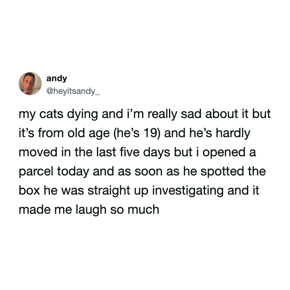 Andy's tweet about a 19-year-old cat investigating a shipping parcel despite his old age.
