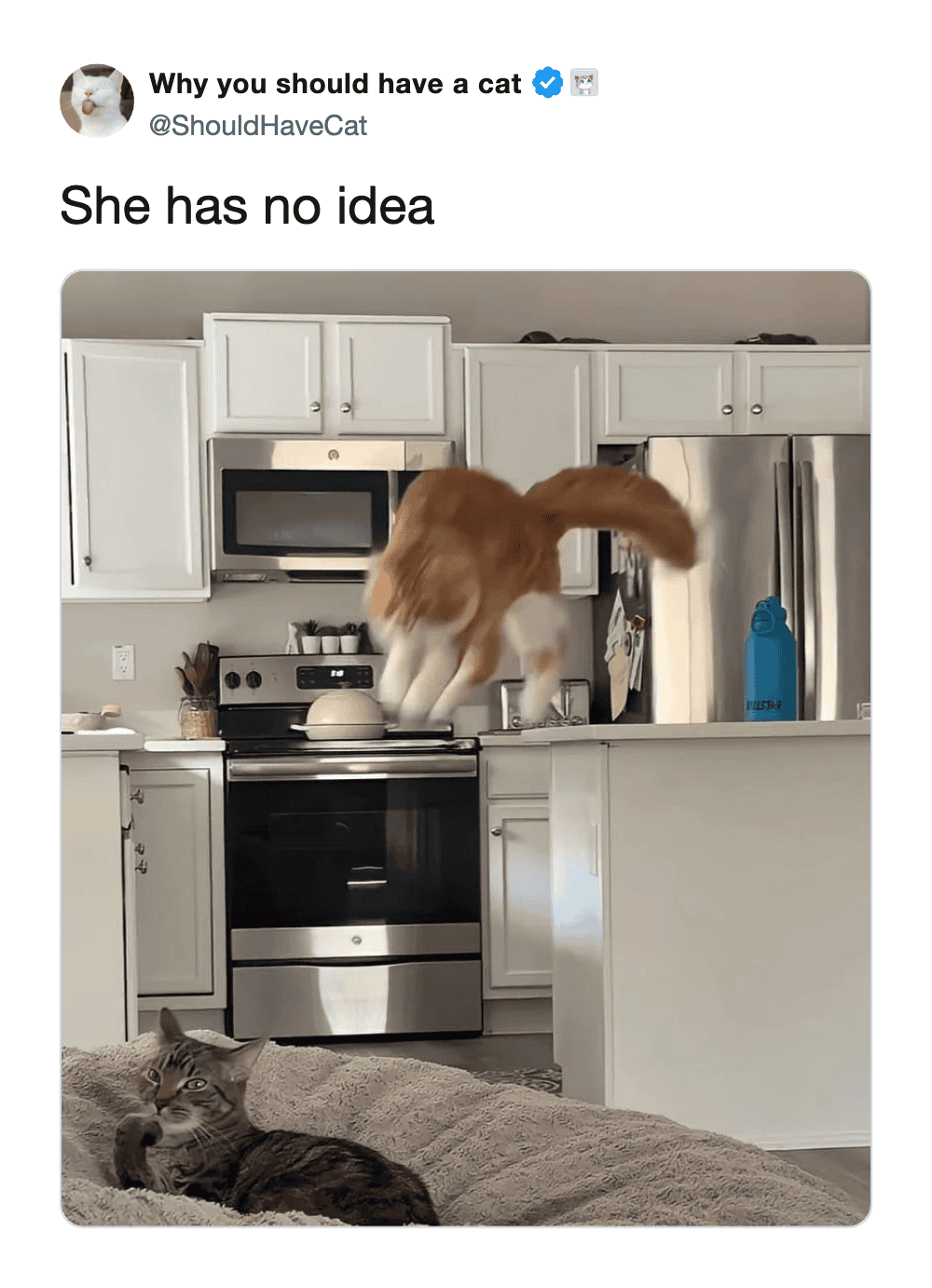 Motion blur photo of an orange cat jumping through a kitchen while another watches.