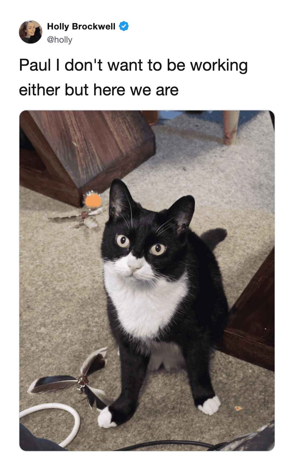 Tuxedo cat named Paul staring intensely at his owner during a work-from-home session.