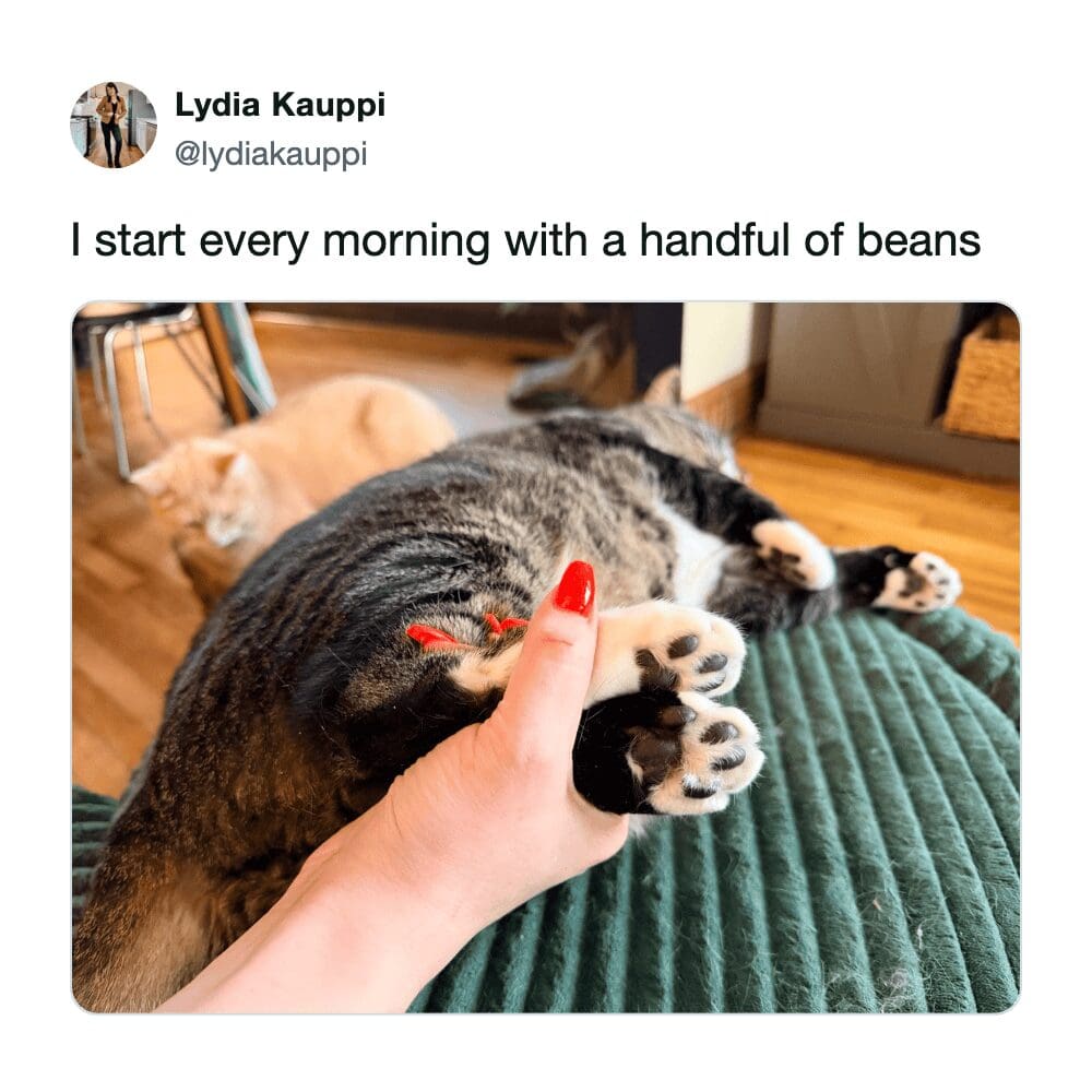 Person with red nails holding a handful of cat paws referred to as toe beans.