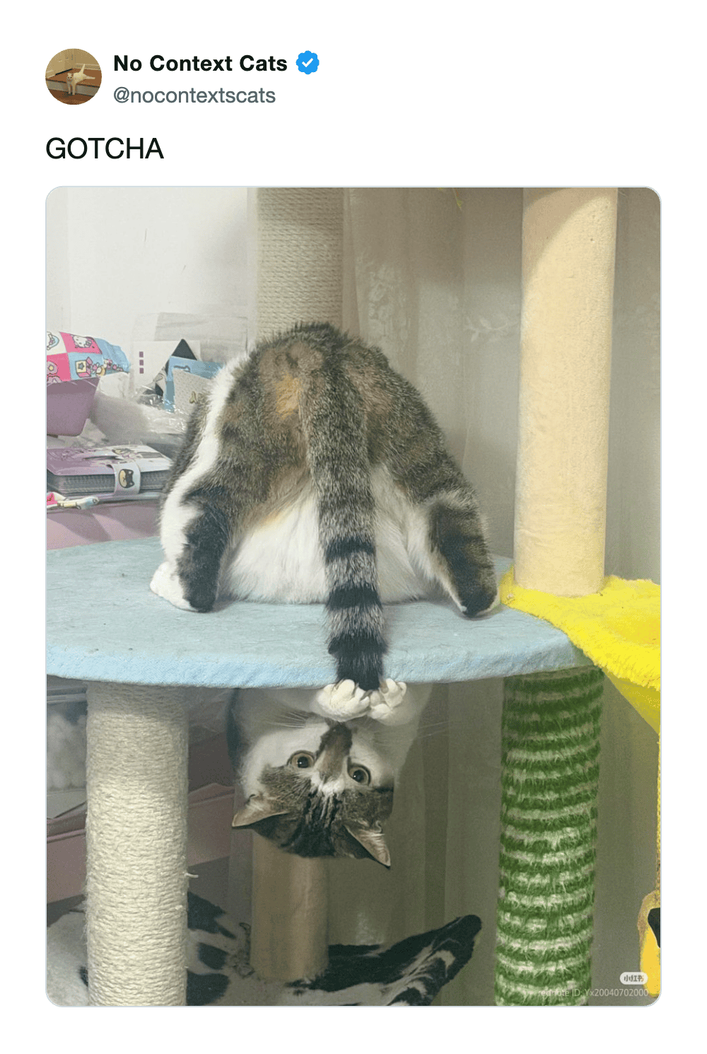 Cat hanging upside down from a blue cat tree platform while holding its own tail.