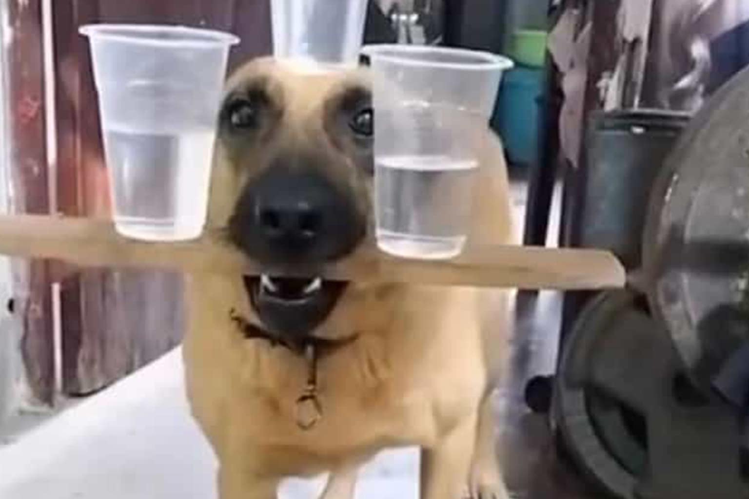 unhinged screenshots compilation: A collage featuring a giant, anthropomorphic hot dog statue being towed on a flatbed trailer, a dog serving as a waiter by balancing multiple cups of water on its head and mouth, and a demolished bathroom with a shattered toilet captioned with a warning not to eat the "chicken pot pie at ACE hardware".