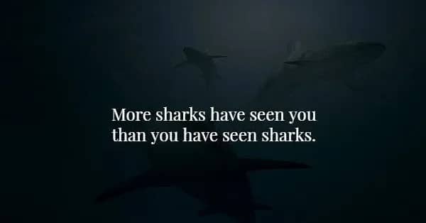 Dark underwater scene with shark silhouettes and text about sharks seeing you more than you see them.