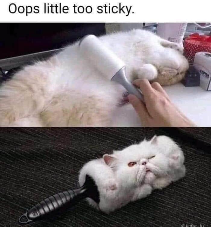 hilarious wholesome animal meme showing a tiny dog peeking through a low glass window in a door, staring directly at a stack of Amazon packages. The text rates it a "10/10" proof of delivery photo.