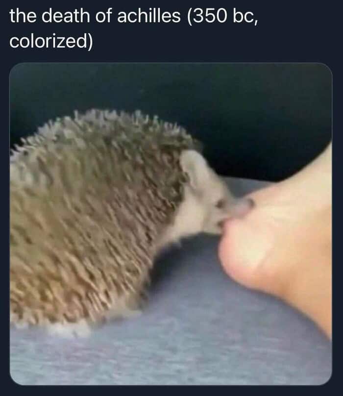 A two-panel wholesome animal meme where a person attempts to use a lint roller on a fluffy white cat, resulting in the cat becoming comically stuck and wrapped entirely around the roller.