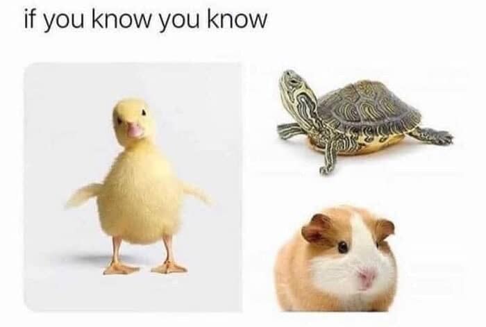 A nostalgic wholesome animal meme collage featuring the three central characters from the children's show Wonder Pets: a yellow duckling, a turtle, and a fluffy guinea pig. The header enigmatically states: "if you know you know."