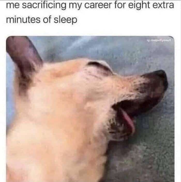 A relatable wholesome animal meme of a small tan dog in a deep, comical sleep with its mouth hanging wide open. The text captures the struggle of modern life: "me sacrificing my career for eight extra minutes of sleep."