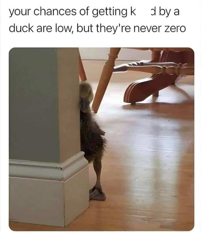 A playful wholesome animal meme featuring a tiny duckling peeking menacingly from behind a white wall corner on a hardwood floor. The caption warns: "your chances of getting k d by a duck are low, but they're never zero."