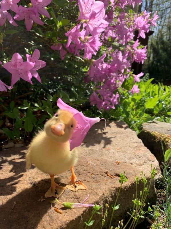 wholesome image of a fluffy yellow duckling standing on a rock in a garden, balanced perfectly while wearing a fallen pink flower petal as a tiny sun hat