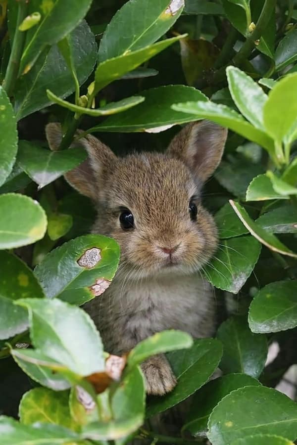 heart-meltingly wholesome image of a minuscule baby bunny with huge, dark eyes peering cautiously through a thicket of green garden leaves.