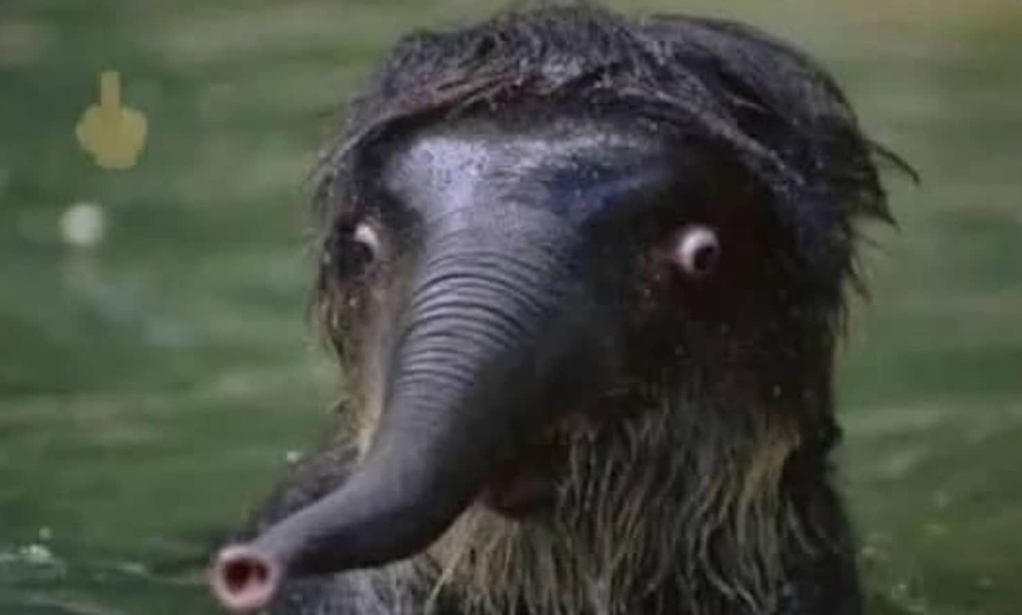 Distorted close-up of a small wet animal resembling a baby elephant with wide bulging eyes.