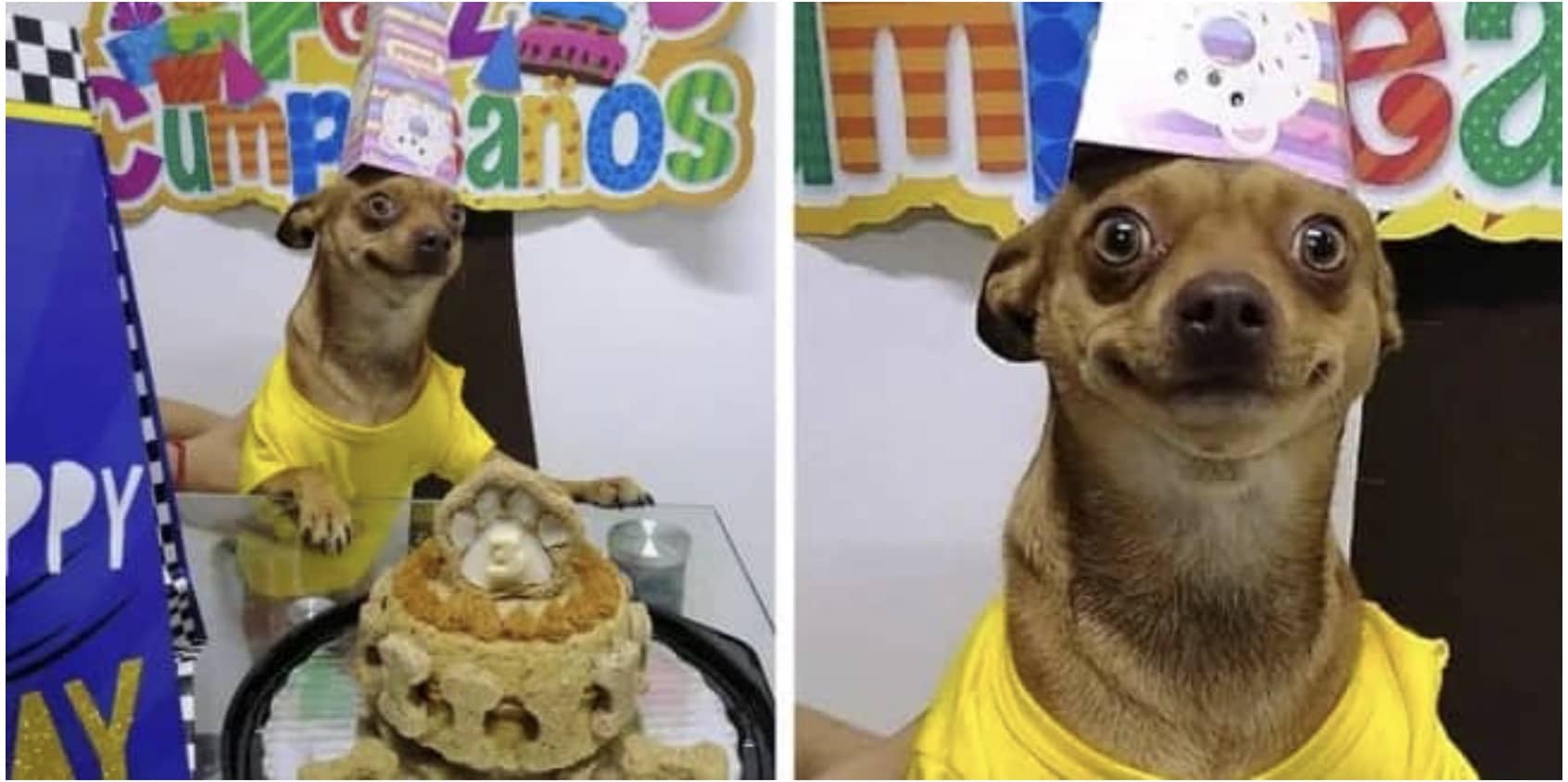 Small brown dog wearing yellow shirt and birthday hat smiling widely at paw-shaped cake.