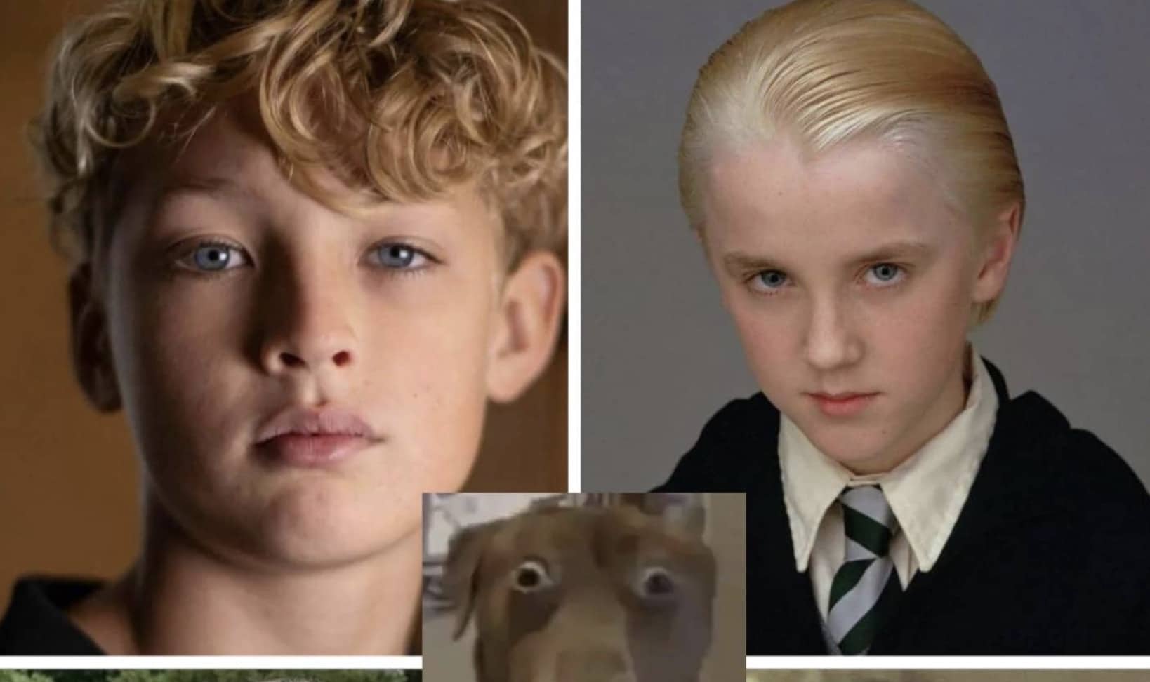 Young boy with curly blonde hair alongside Draco Malfoy and a surprised brown dog meme.