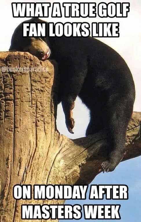 A comedic 2026 Masters meme featuring a black bear slumped over a high tree branch in total exhaustion. The caption, "WHAT A TRUE GOLF FAN LOOKS LIKE ON MONDAY AFTER MASTERS WEEK," illustrates the physical and emotional toll of four straight days of intense couch-based spectating.